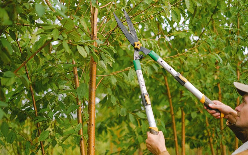 Tree trimming in Wood River, IL